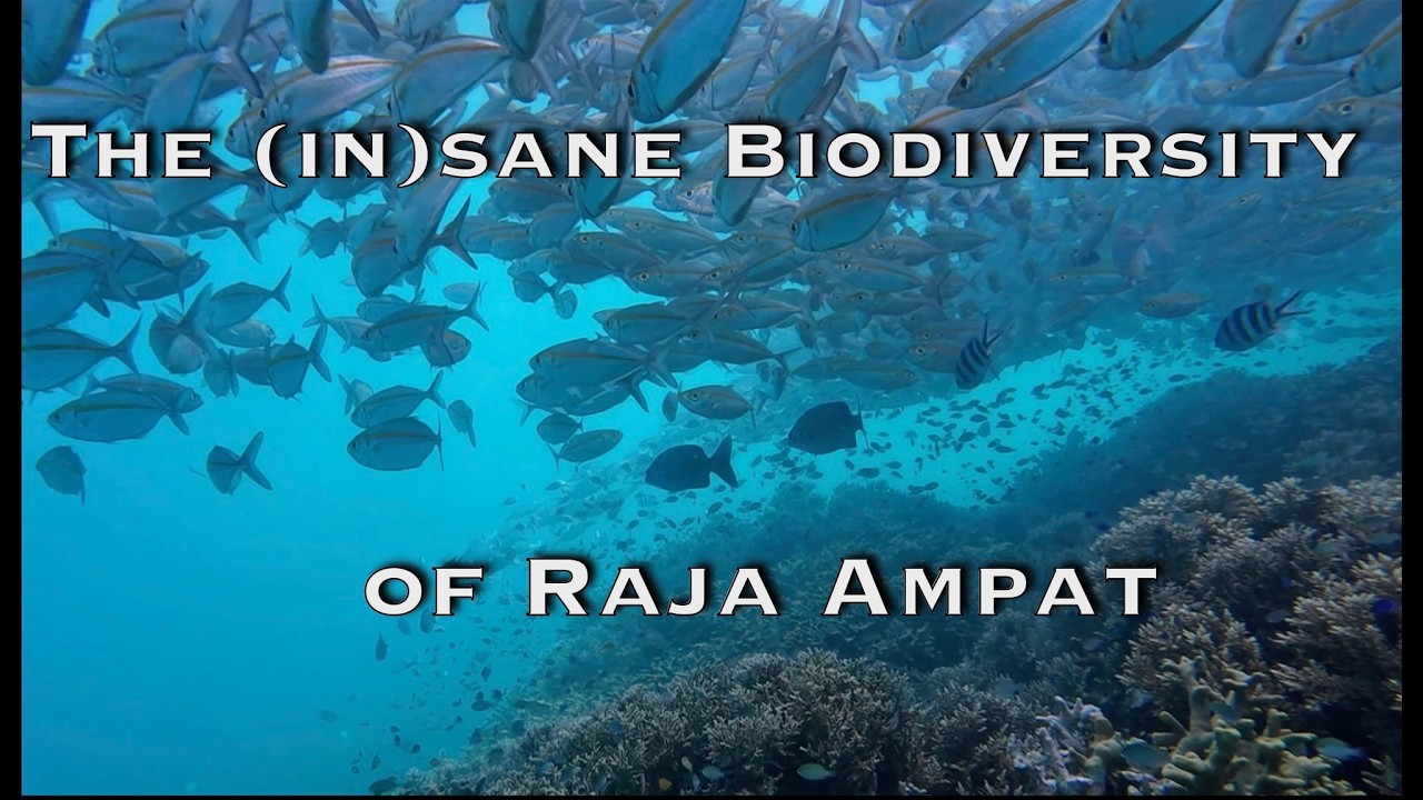 The (in)sane biodiversity of Raja Ampat
