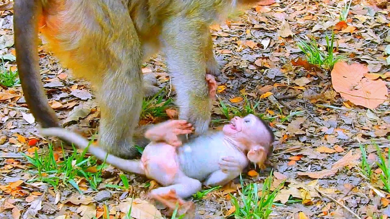...SO CUTE MONKEY...!