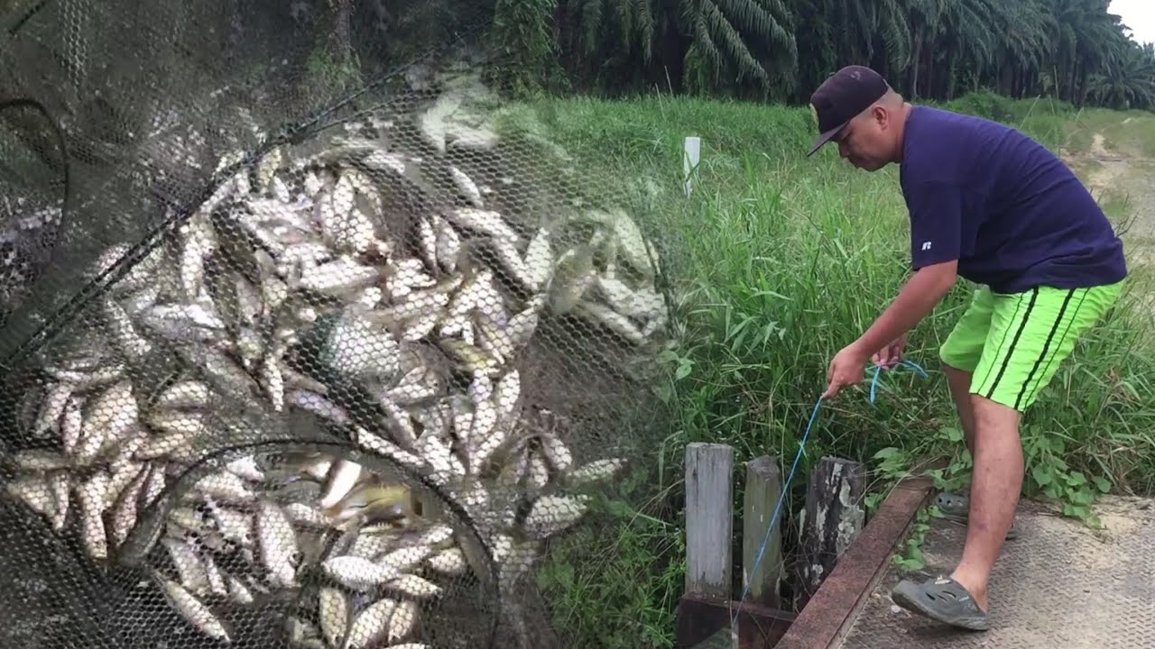 Ikan Penuh Sampai Patah Bubu, Jumpa Kumpulan Udang Mabuk.