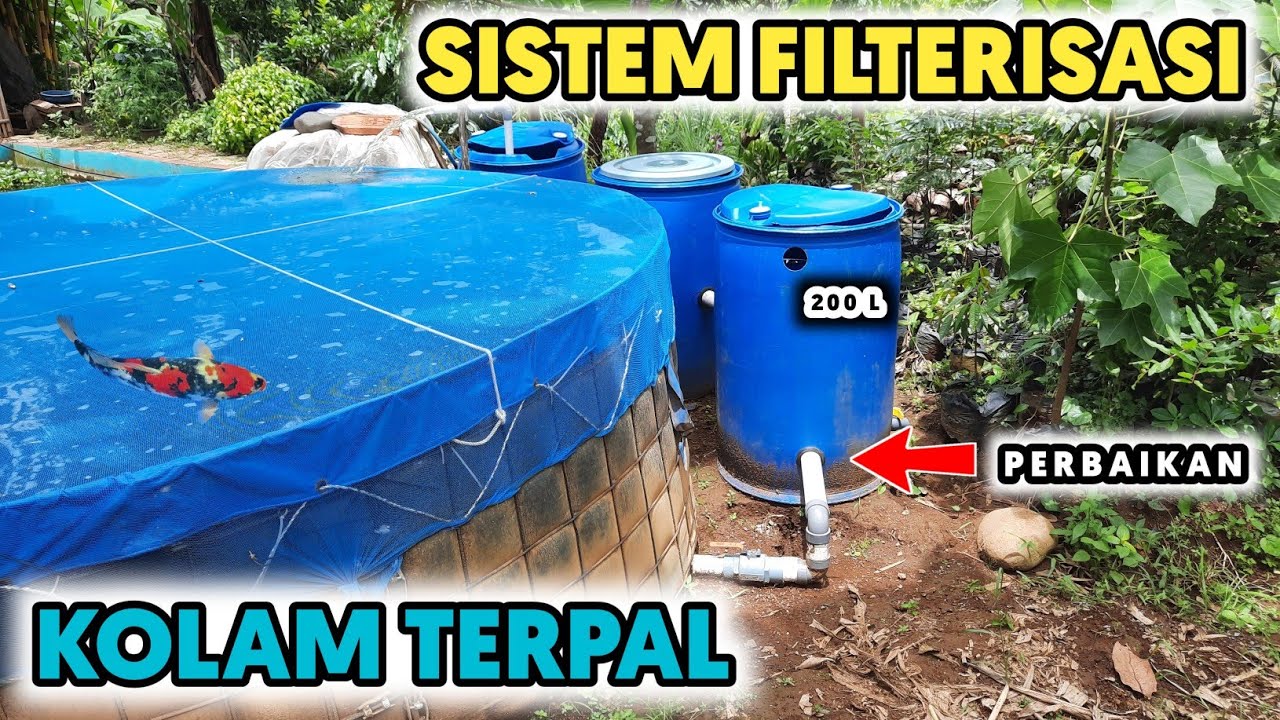 Filterisasi Kolam Terpal Ikan Koi (Perbaikan) | CH Tiga Gentong 200 L