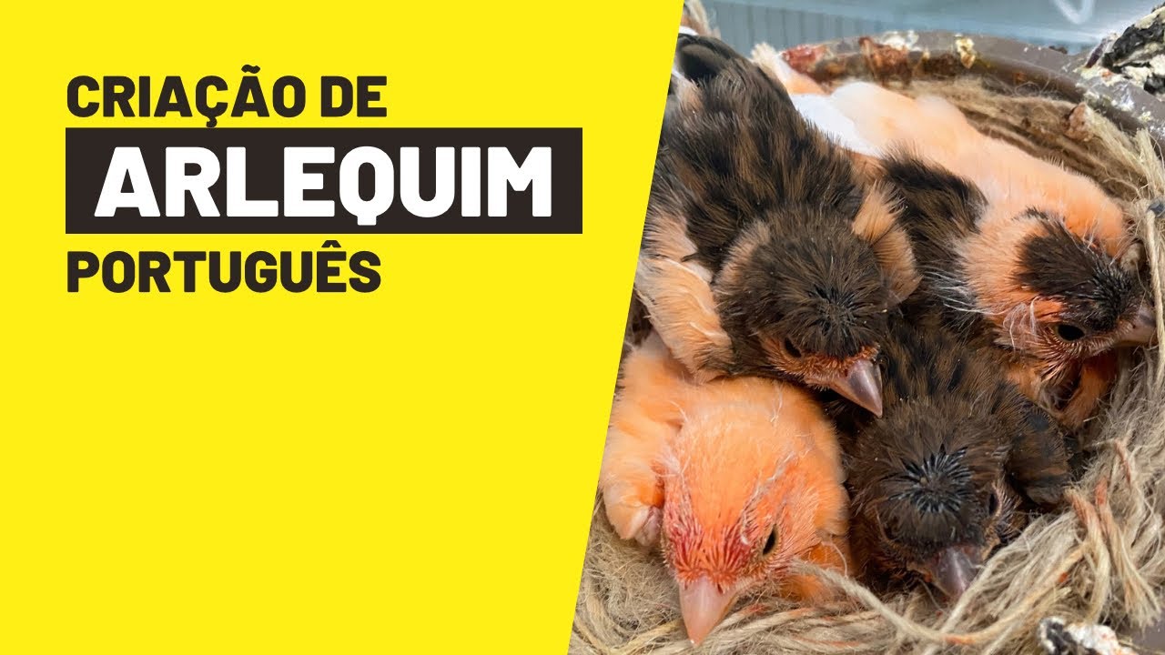 Criação de canários ARLEQUIM português