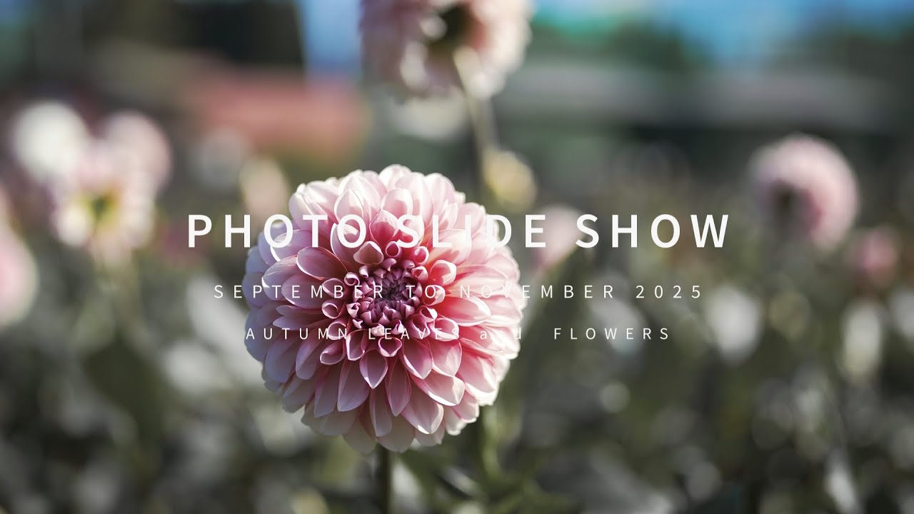 PHOTO SLIDE SHOW   September to November 2025 4KHDR  AUTUMN LEAVES and FLOWERS