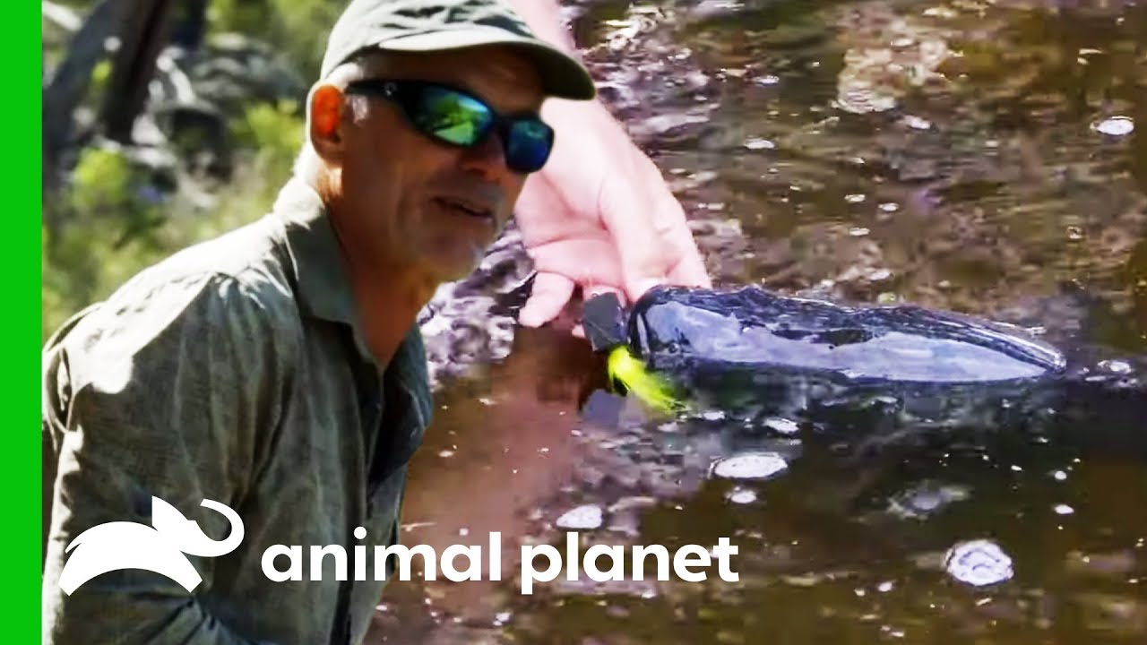 Can Jeremy Catch A Near-Extinct Murray Cod? | Jeremy Wade's Dark Waters