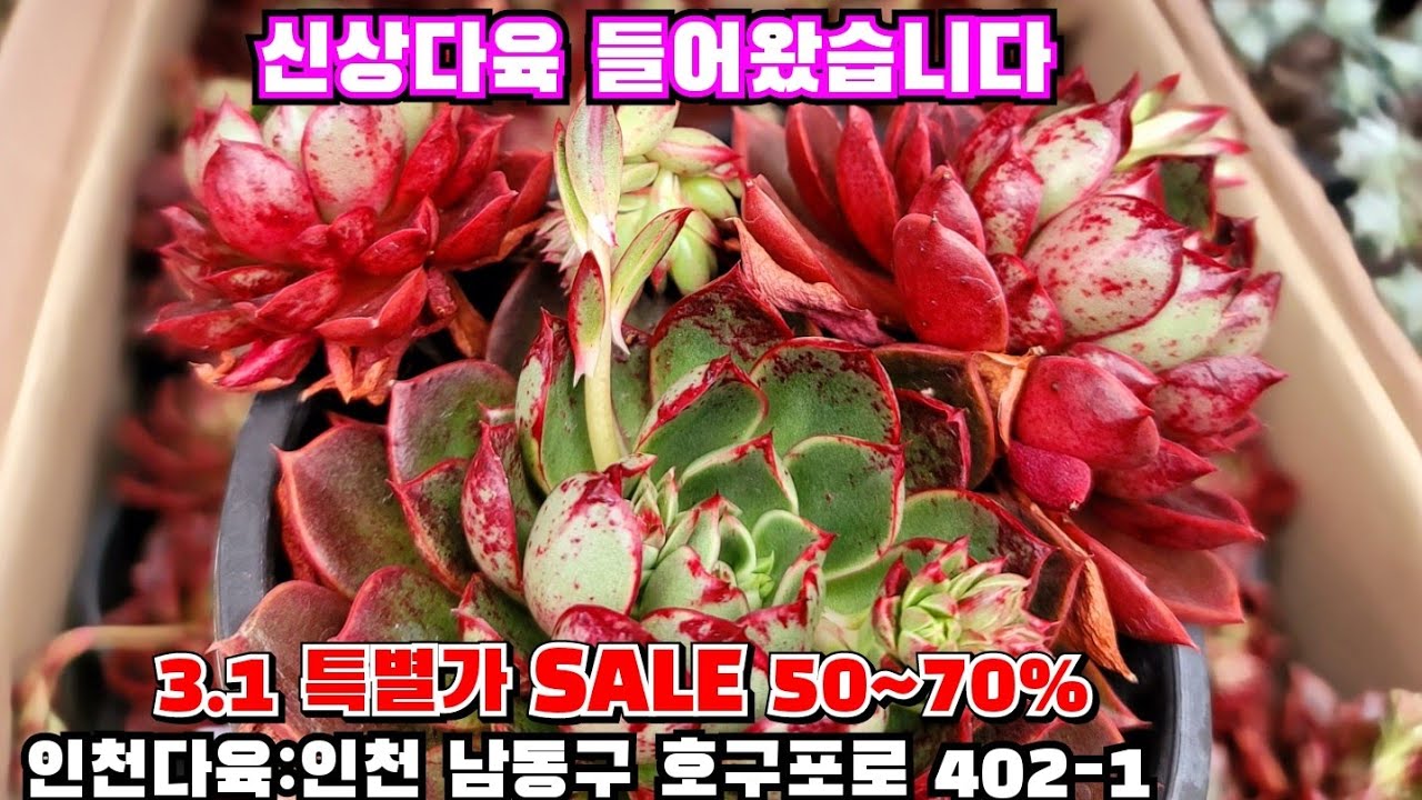 [인천다육]❤️3.1 특별가 SALE 50~70% ⚠️ 써비스 증정 🏡인천 남동구 호구포로 402-1 ☎️ 010-5316-7402 