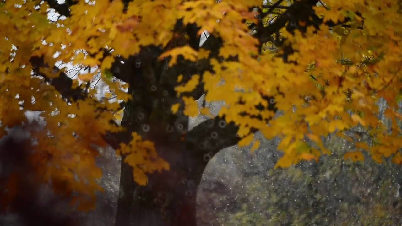 Autumn Dance - LAST SCENE