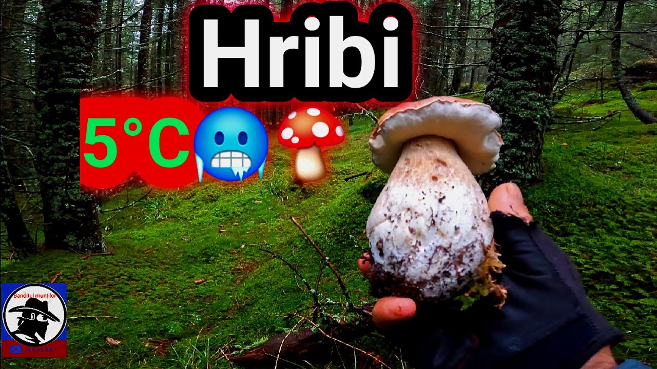 Hribi🍄 la 5°C 🥶! Am explorat doua păduri 🌲🌲la altitudini diferite! Boletus EDULIS! Munții Apuseni!