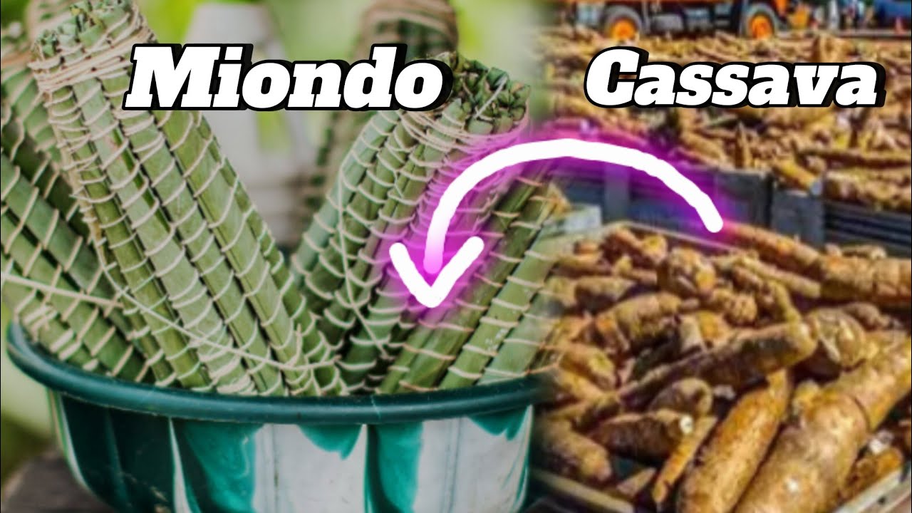 How to process CASSAVA into Miondo and make at least $20 per hour