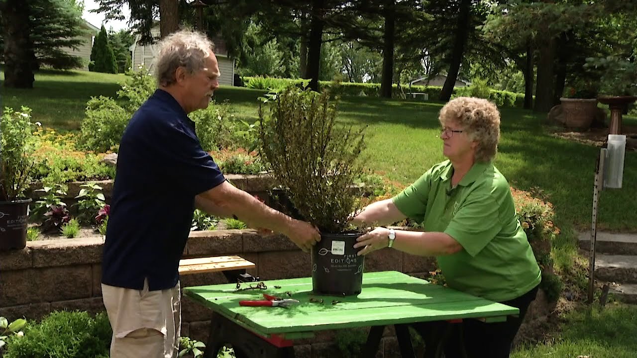 Pruning Shrubs - Ninebark | Prairie Yard & Garden