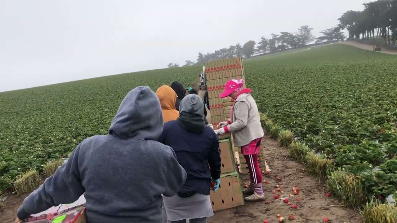 😱😱😱🍓🍓🍓😱😱😱piscando fresa en California 😱😱🍓🍓🍓#california #usa 