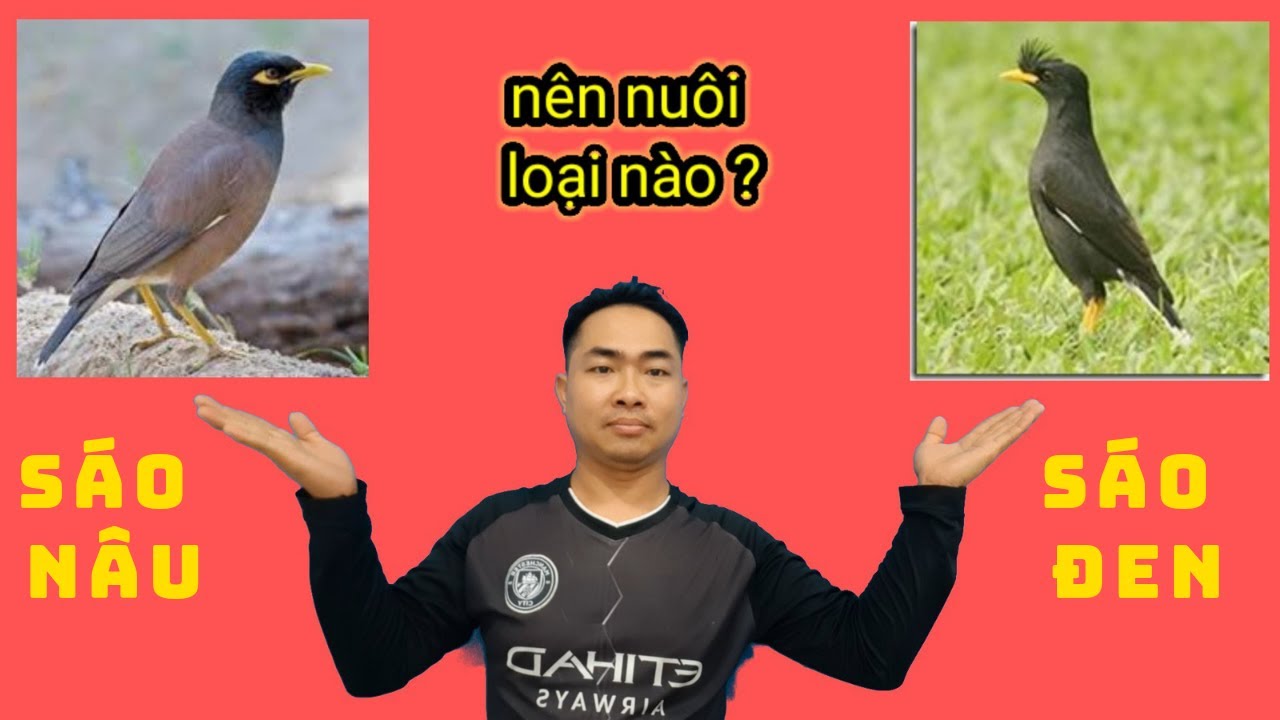 Sáo đen và sáo nâu nên chọn nuôi con nào II Black and brown flute which should choose@KhiNguyen Vlog