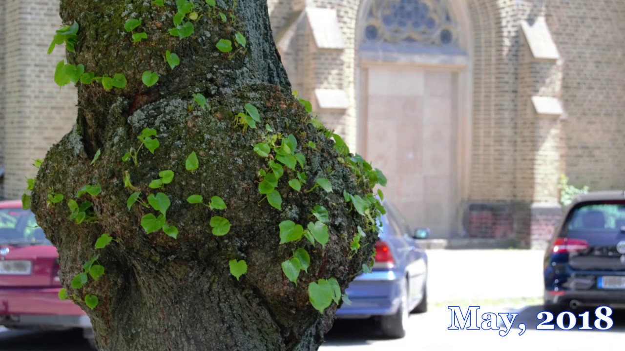 スライドショー：並木道の時の流れ　Slide Show: Time-Line of Tree-Lined Streets (May 2017 ~ May 2019)