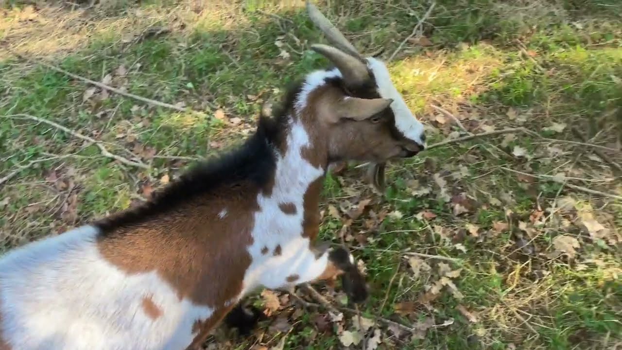🐐 Comment empêcher les chèvres de s'échapper