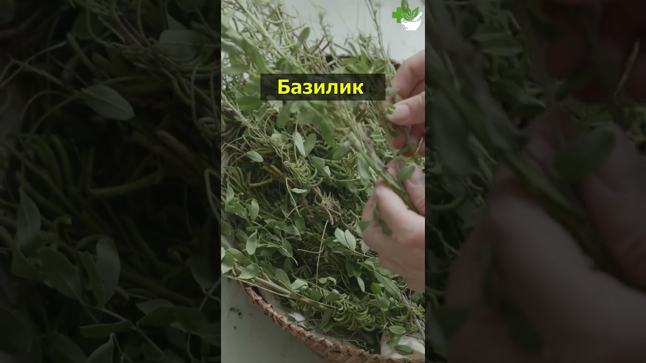 4 ТРАВЫ ОТ ВЫСОКОГО ДАВЛЕНИЯ