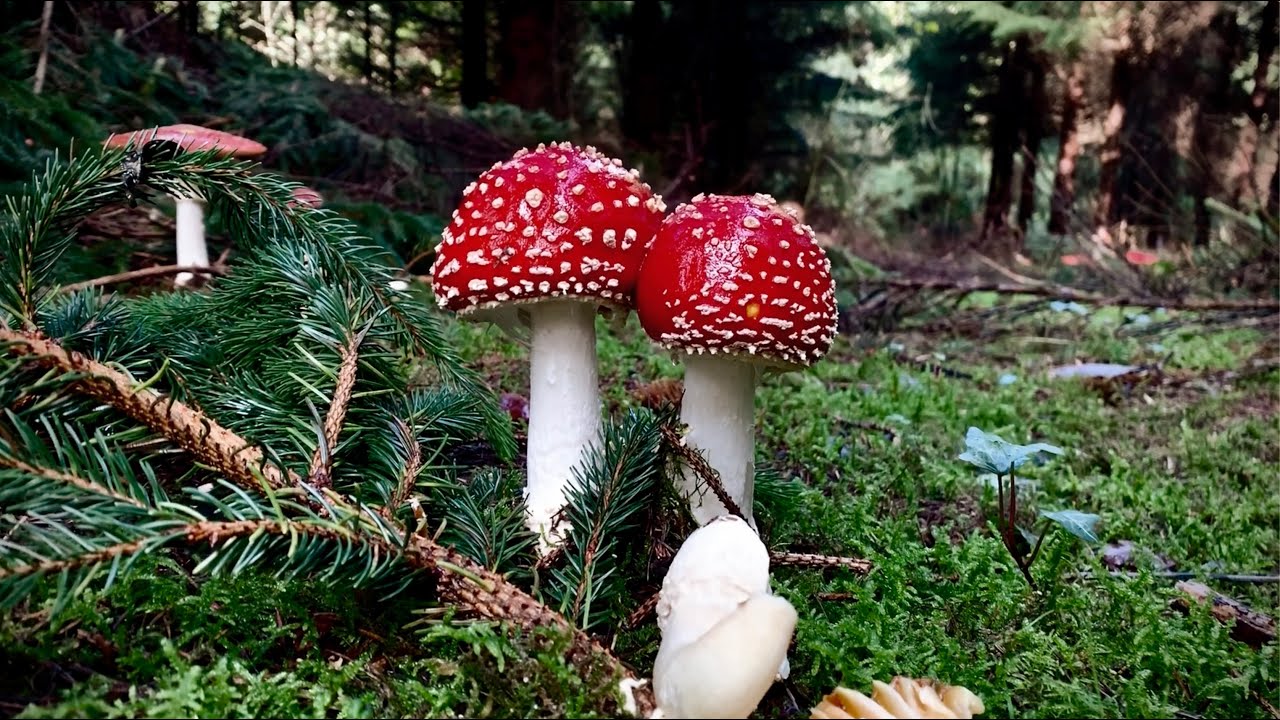 Fungi on the forest floor. May Hill on Gloucestershire