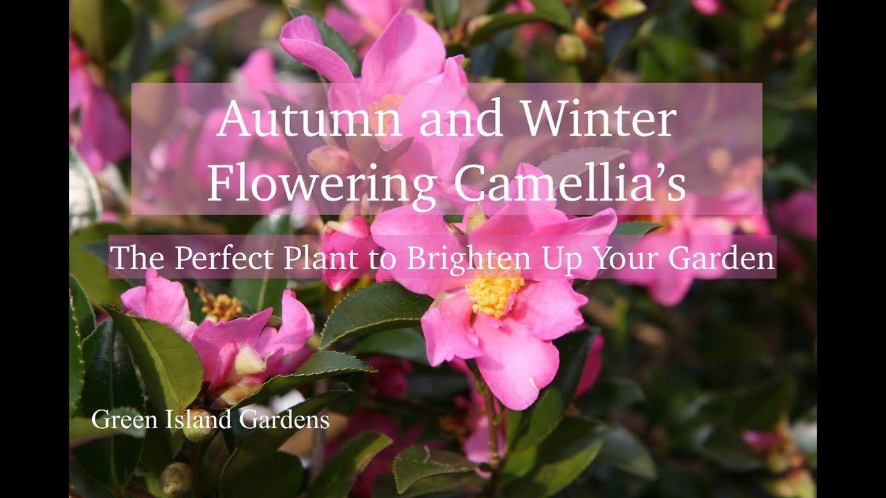 Autumn and Winter Flowering Camellias- The Perfect Plant to Brighten Your Garden!