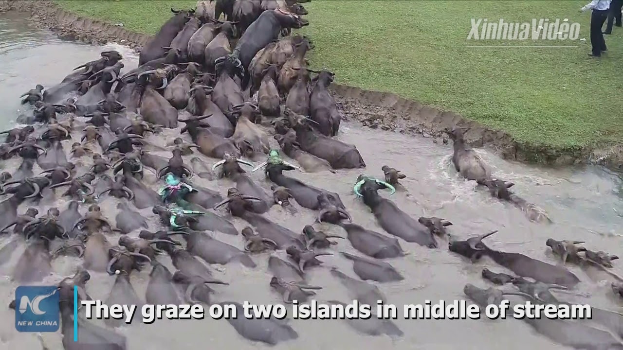 Spectacular! Hundreds of water buffalo swim across river in southwest China