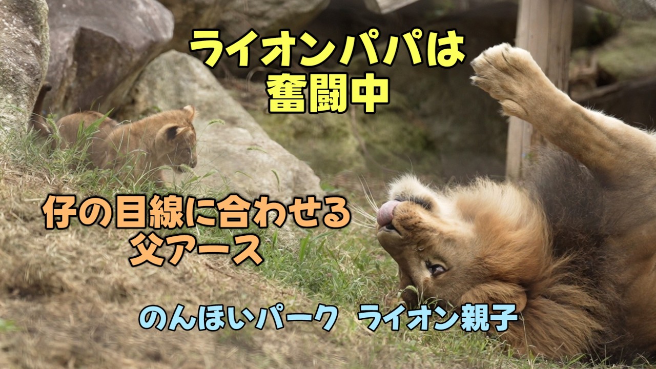 のんほいパーク　ライオンパパは奮闘中　仔の目線に合わせるアース　ライオン親子　Earth＆Silk’s Lion family at Toyohashi Zoo