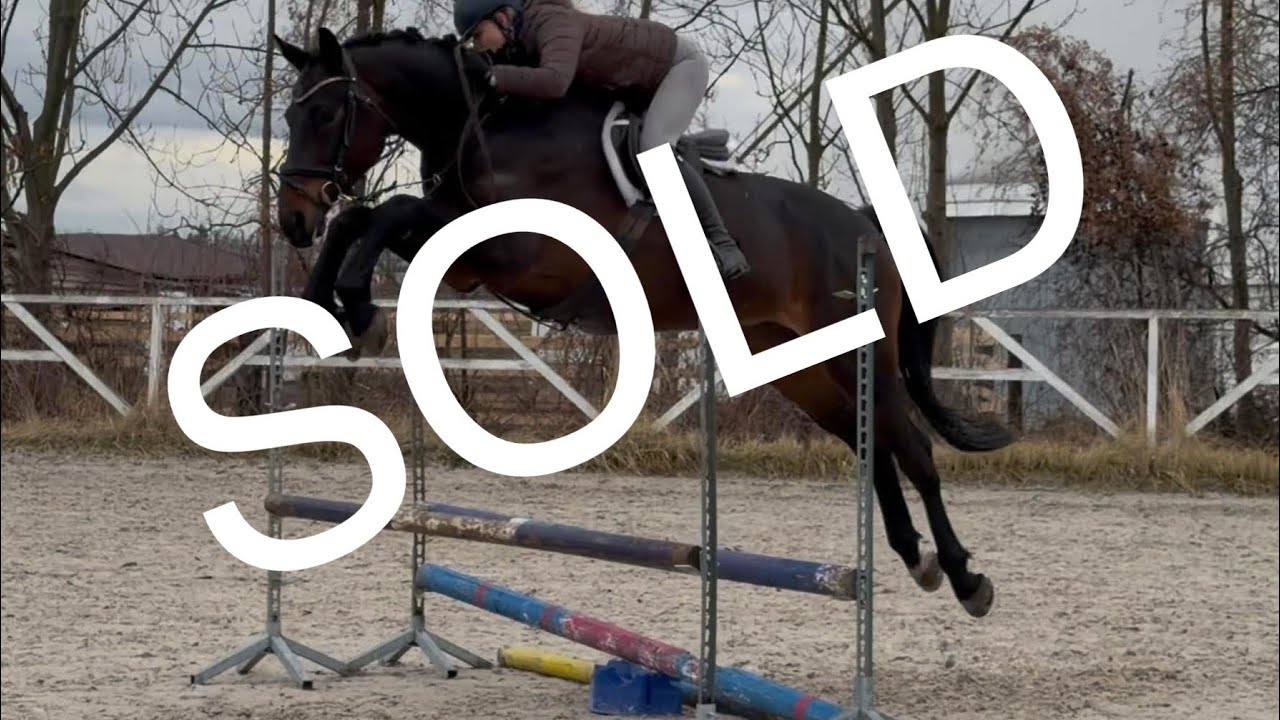 *AMAZING HUNTER*MORGAN, 2020, gelding by Millenium @ANSporthorses 