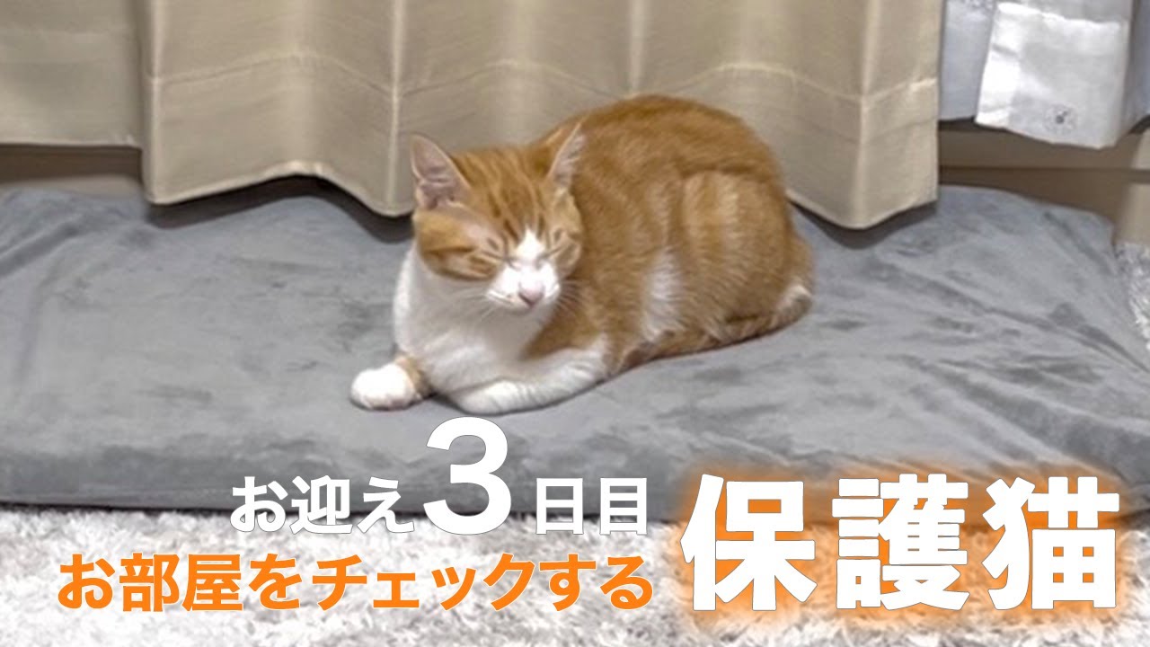 【3日目】遊んで冒険して眠くなっちゃった保護猫