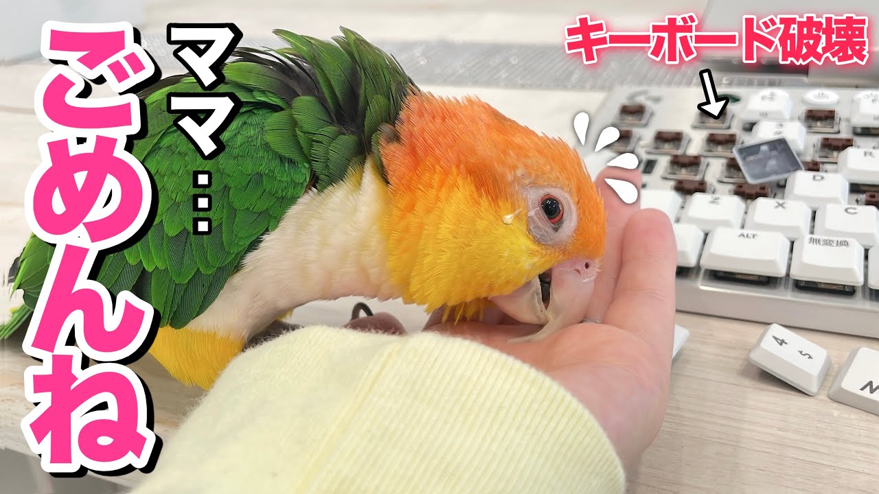 キーボードばっか触ってたらインコが嫉妬してこうなりました…w【シロハラインコ】