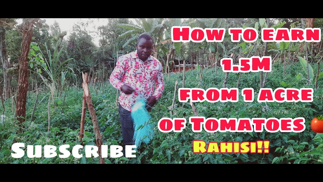 How to earn 1.5 Million from 1 Acre of Tomatoes in Kenya. Mkulima Hodari wa Nyanya Part 1
