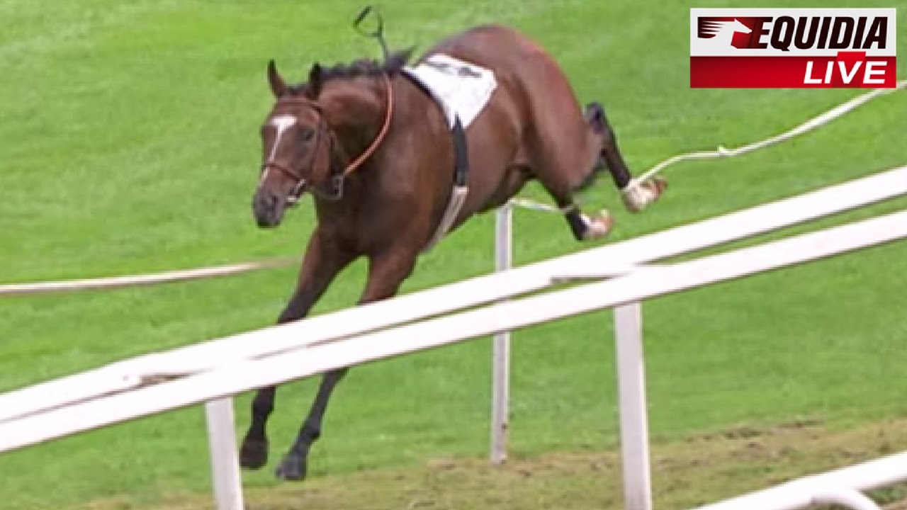 LES CHEVAUX SE REBELLENT ! | Zap Equidia