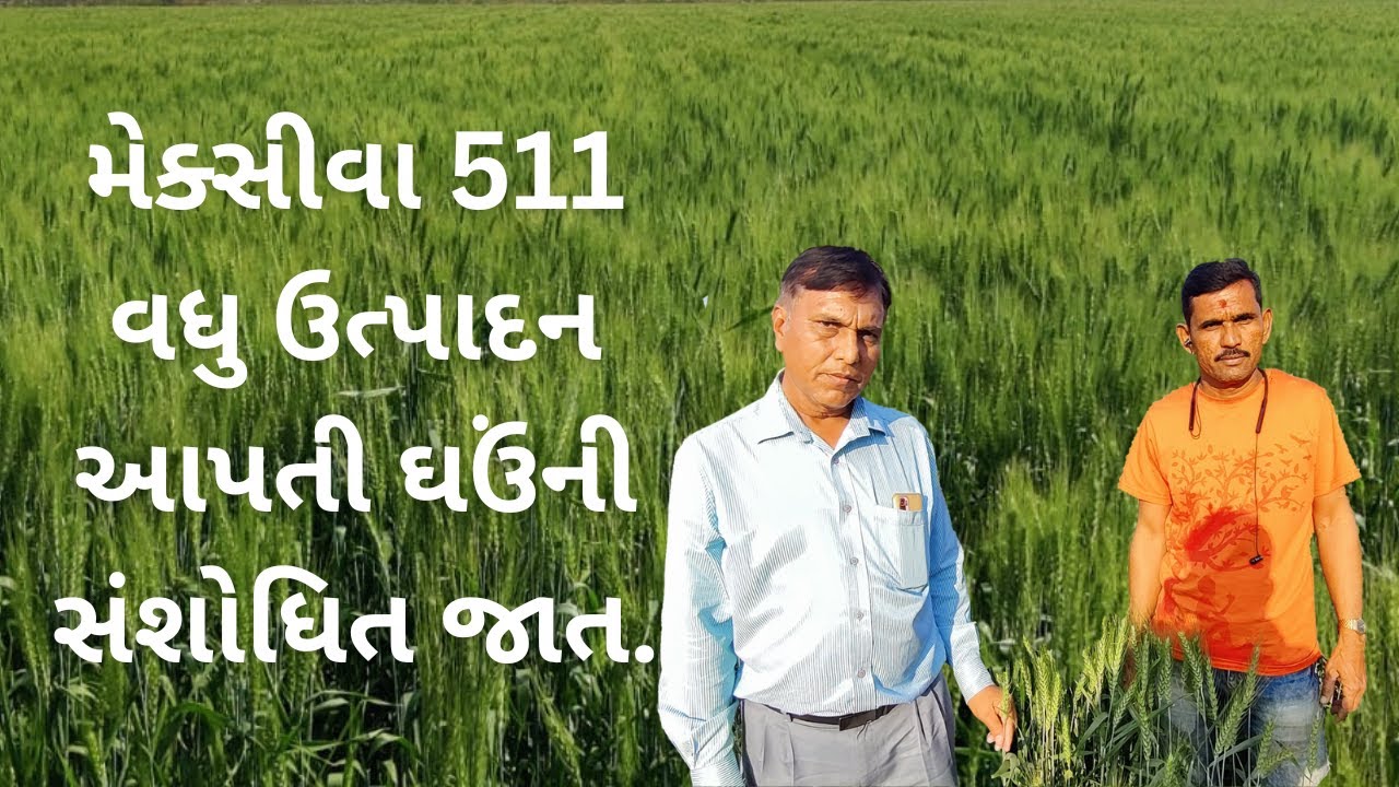 મેકસીવા 511 સૌથી વધુ ઉત્પાદન આપતી ઘઉંની સંશોધિત જાત | Maxiva 511 Research Wheat Variety | Video 15