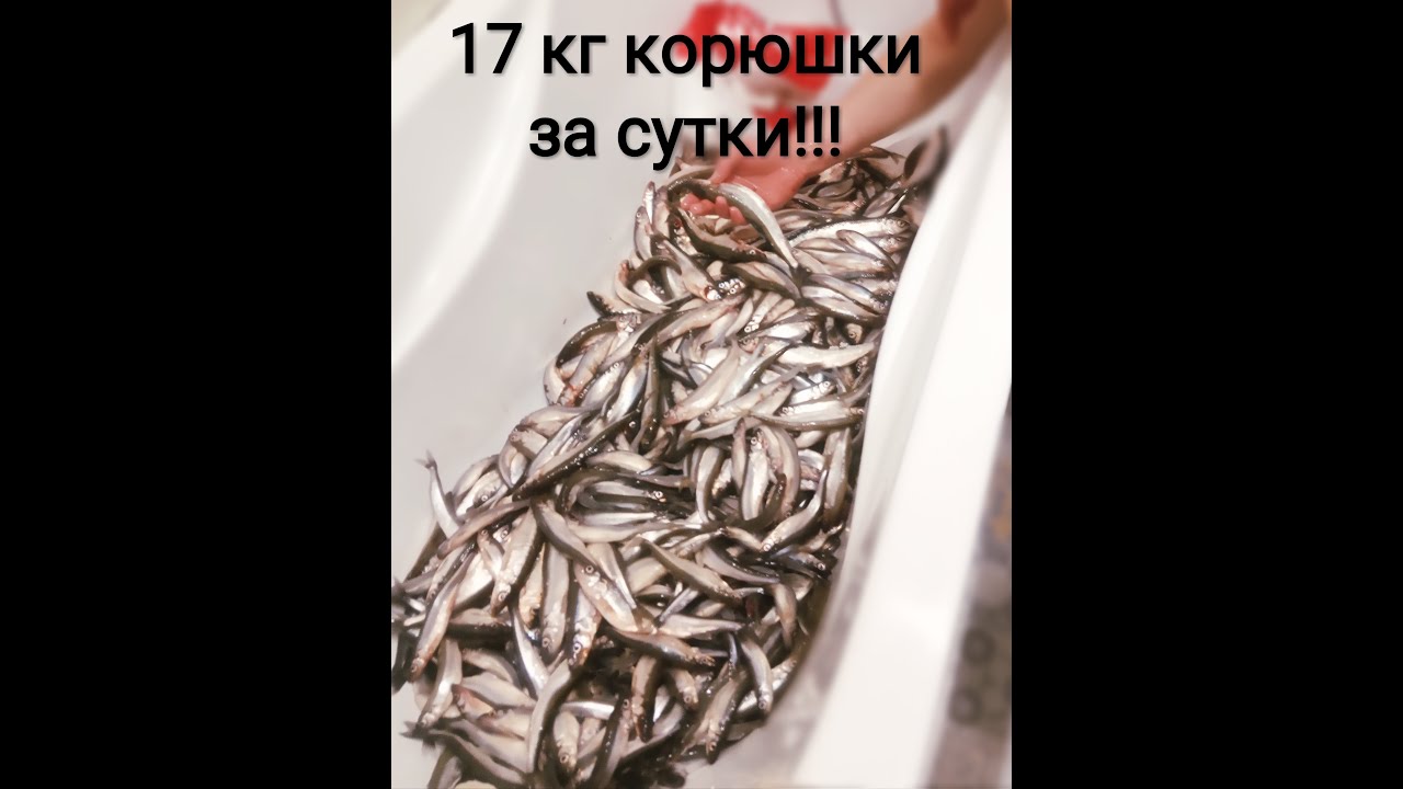 Как поймать 17 кг корюшки за сутки!Корюшка на Финском заливе!Рыбалка  в палатке с подводной камерой!