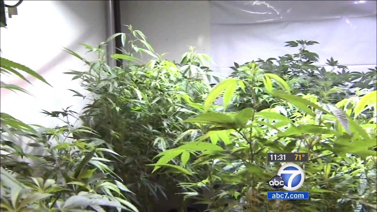 Los Angeles, CA Medical Marijuana Shops Shutdown