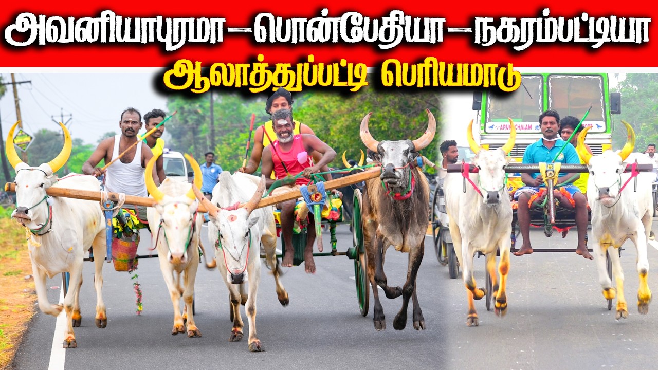 ஆலத்துப்பட்டி பெரியமாடு பந்தயம் 16.02.2026