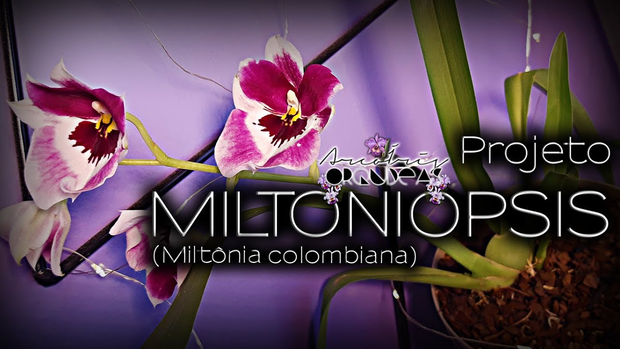 🌿🏳‍🌈💚 Projeto Miltoniopsis - Explicação e replante 🌿 ArcoÍris de Orquídeas 🌿