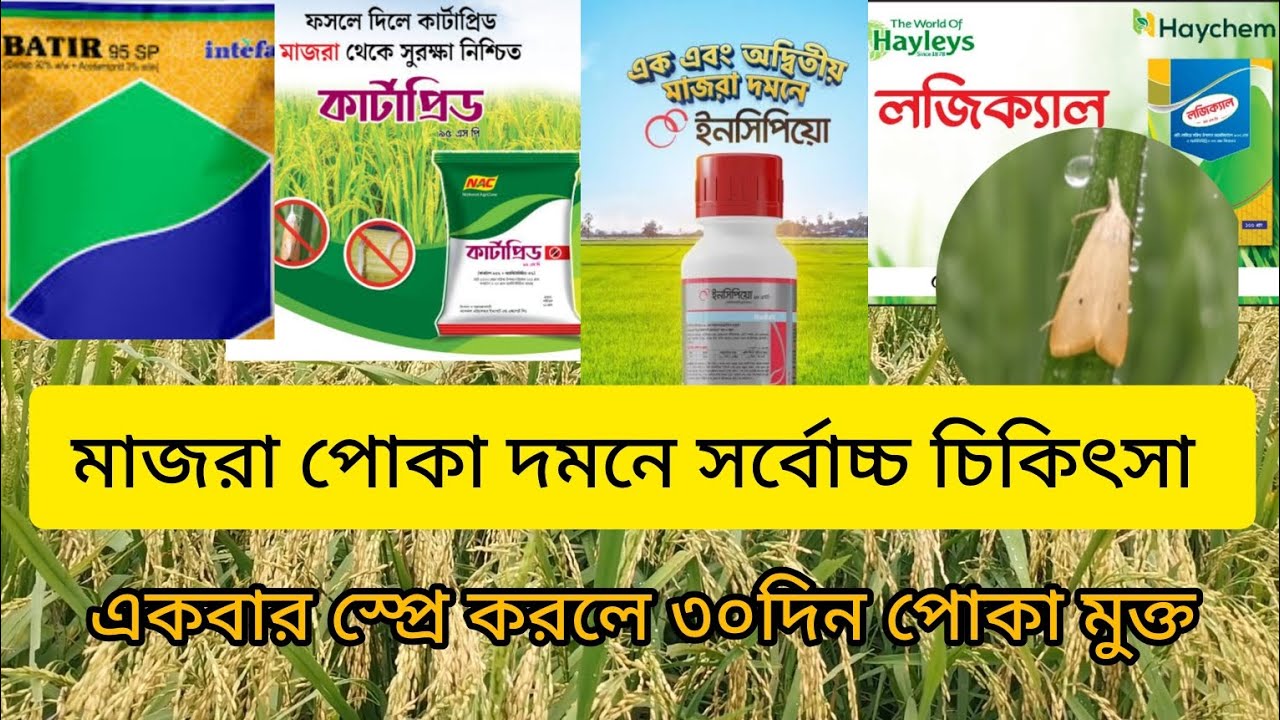 এক ওষুধেই মাজরা পোকার বিনাশ ।। বোরো ধানের মাজরাপোকা দমনের কীটনাশক।। Rice Stem borer