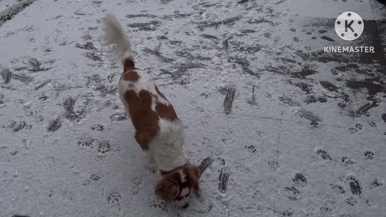 Yay we got snow/ 9-2-26/ Baby it’s cold outside/ puppies first time in snow ❄️ 