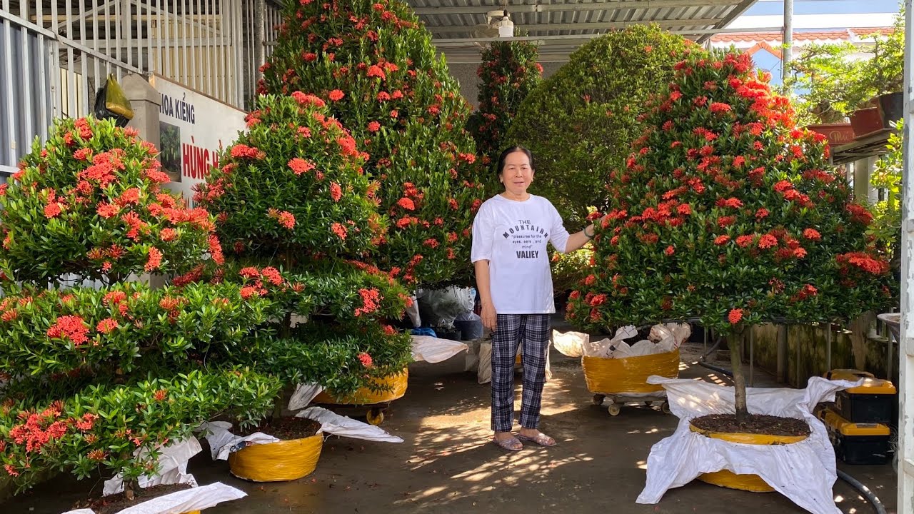 Bông Trang lớn tàn đẹp chơi Tết, chào bán 21/12 | LTK bonsai