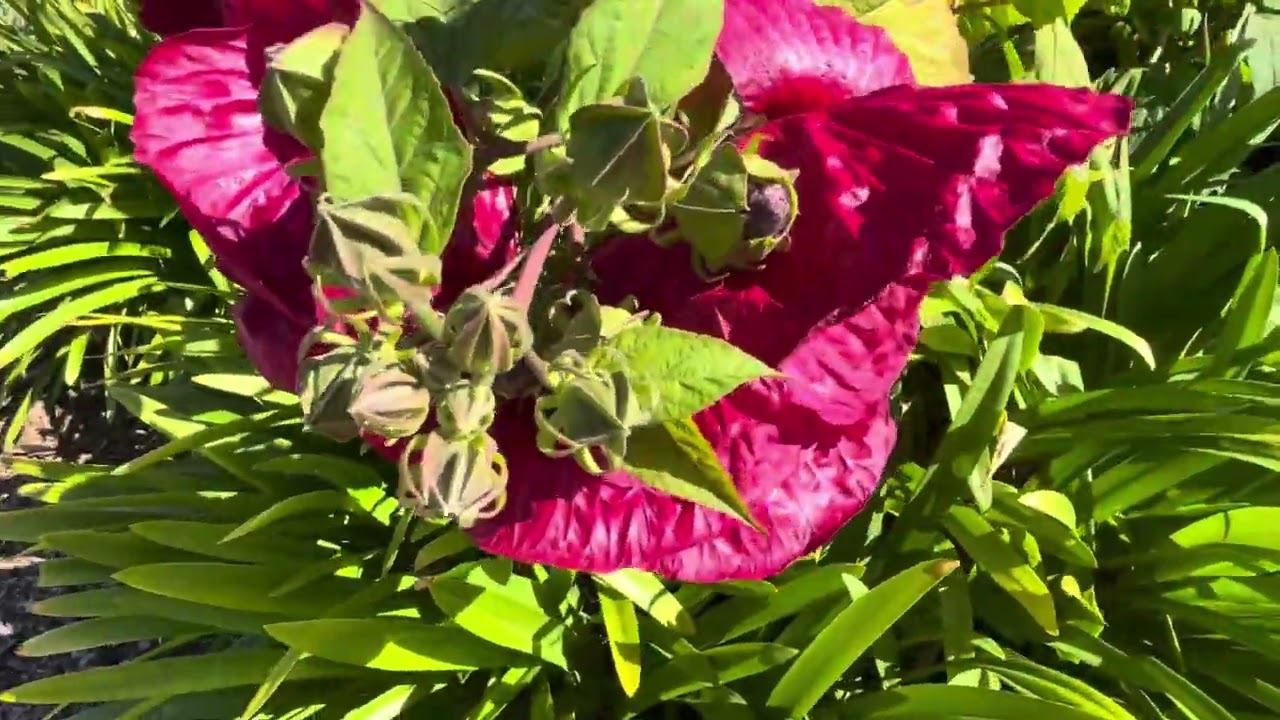Hibiscus/ Giant Flower/ জবা ফুল 