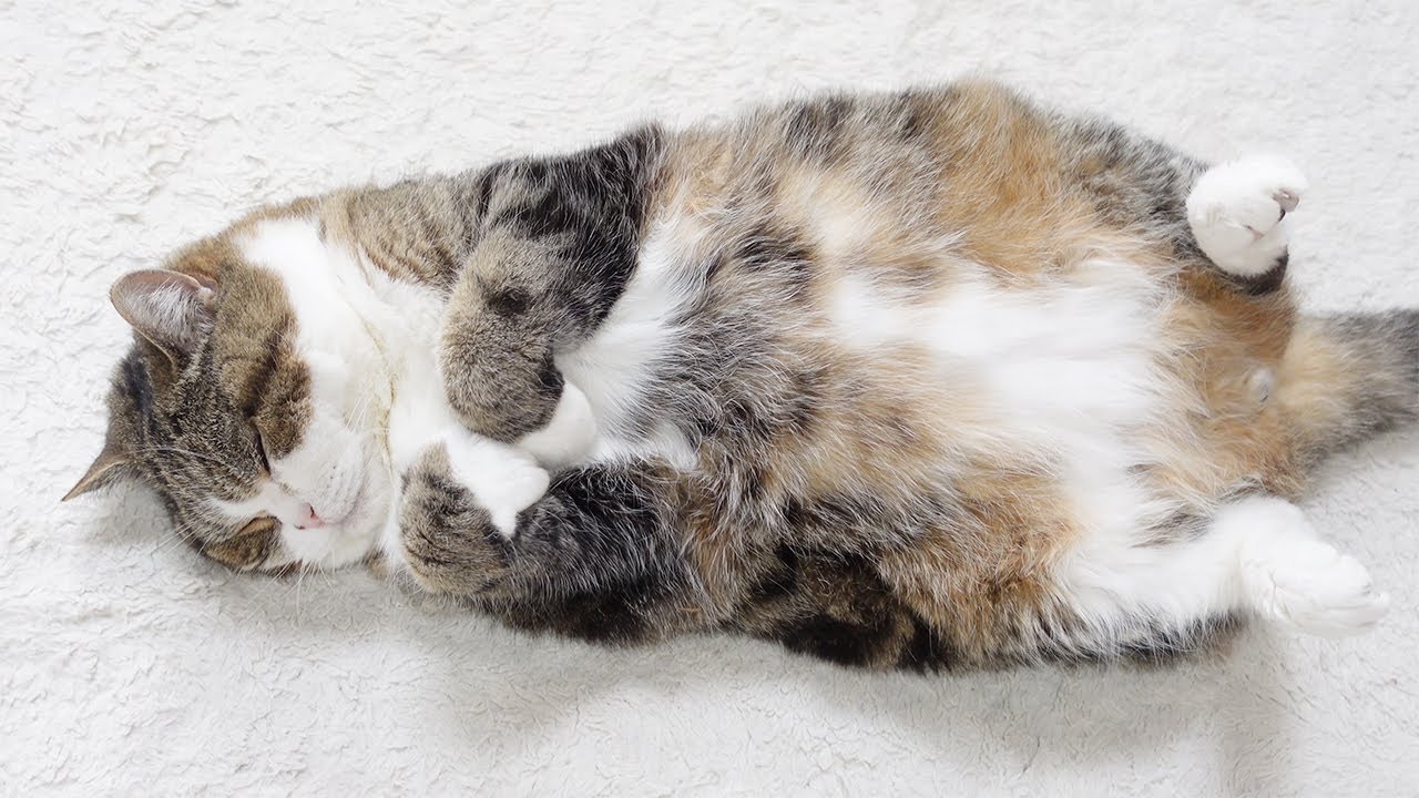 床に散らかった大きな猫をコンパクトに収納する方法。-How to store a big cat lying on the floor compactly.-