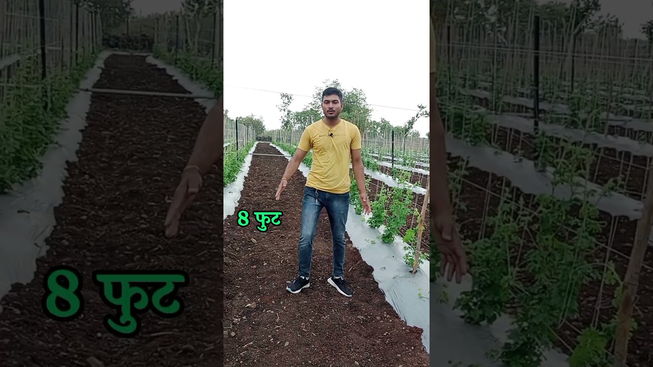 करेले की बंधाई करने से पहले ये ज़रूरी बातें जान लो  ?😮🤔 #shorts #shortsfeed @mdagro