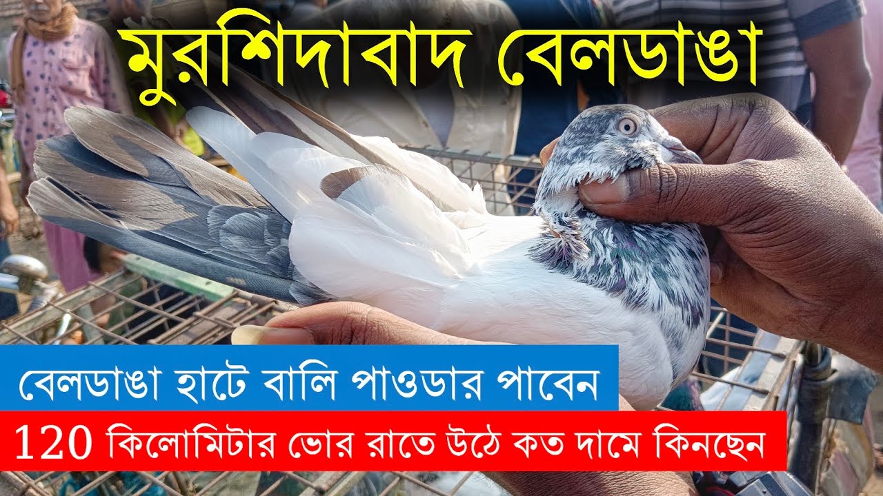 কবুতর হাট ২০২৪ | Beldanga Hat Murshidabad | Beldanga Pigeon Market 🕊