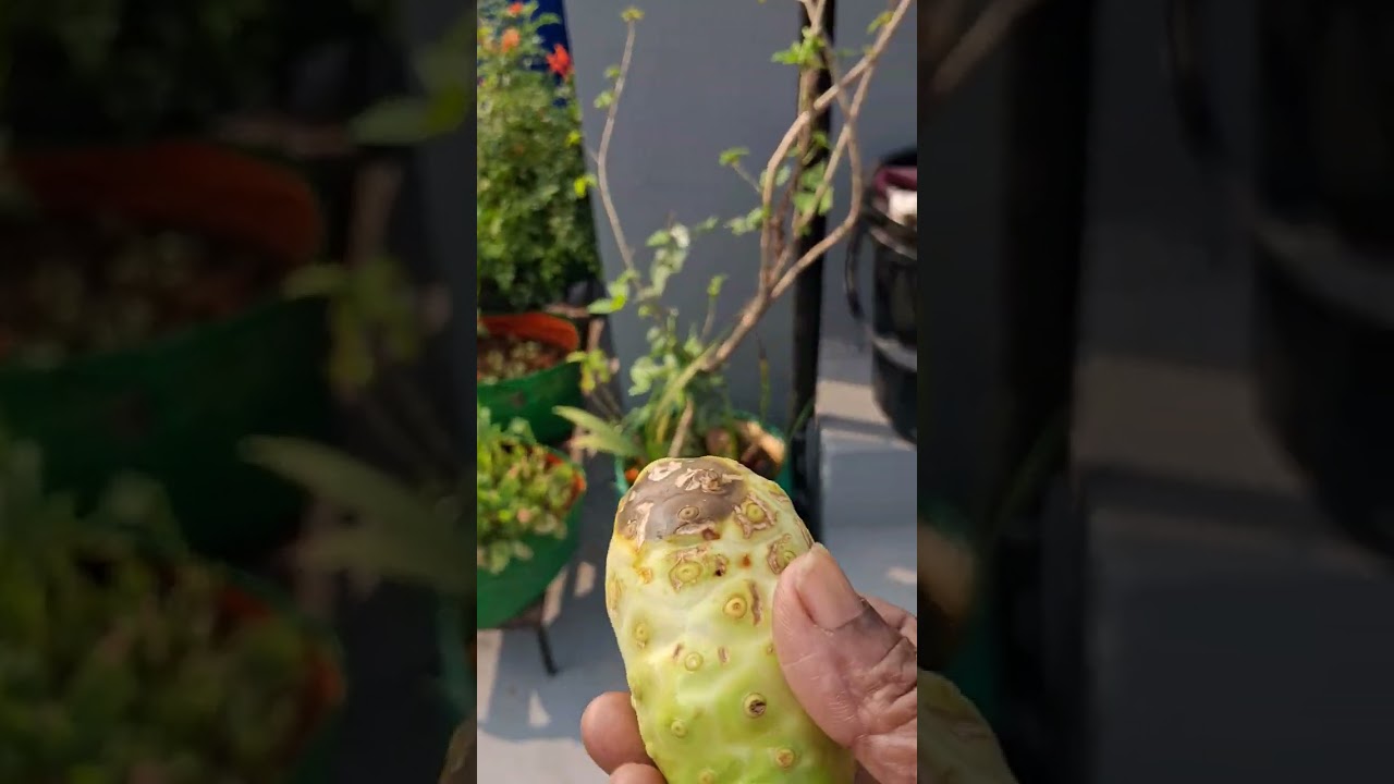 Garden lo konni vegetables and fruits