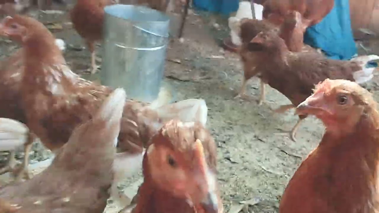 Nuevo video con las gallinas felices jejeje 😃 véanlo rápido 😸😸