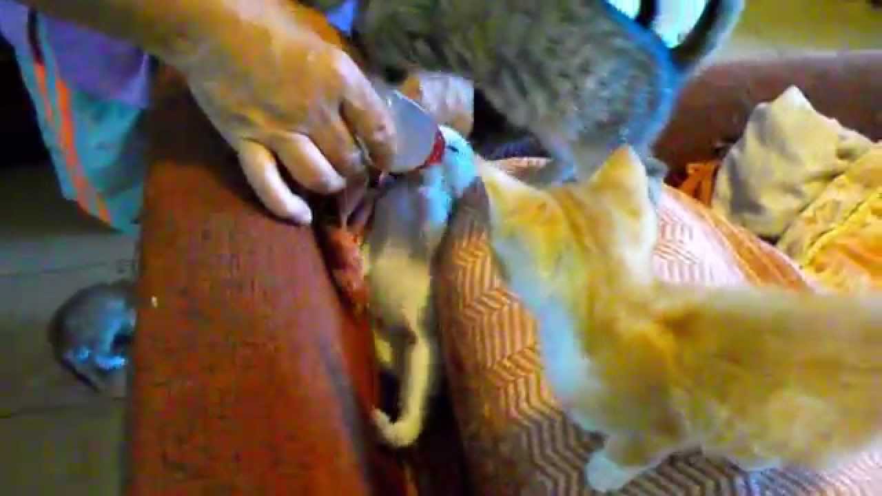 Kittens everywhere, but one very hungry kitten though.