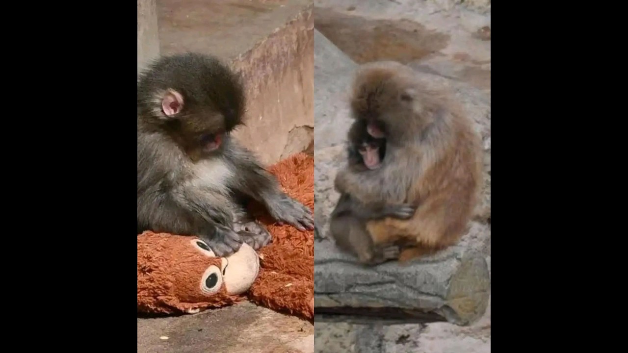 He’s Not Alone Anymore… 🥺🐒 Punch’s Complete Story | パンチくん、もう一人じゃない