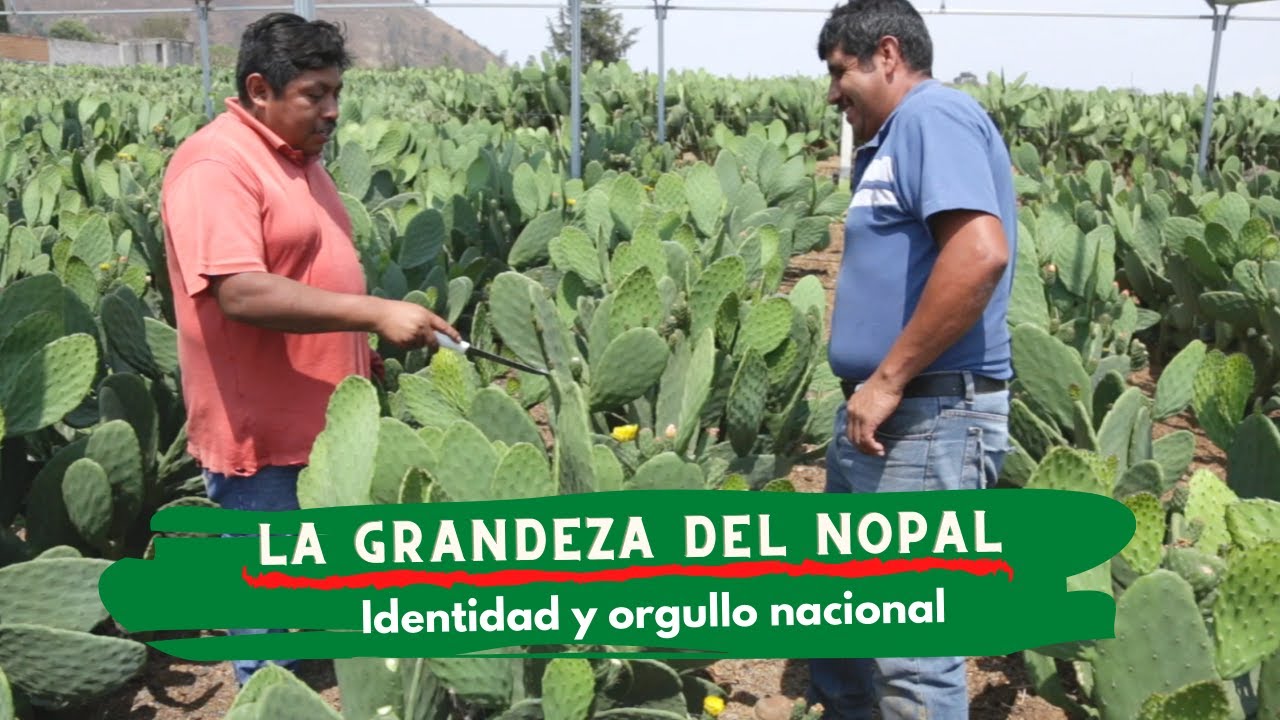 NOPAL | EL ORO VERDE DE MÉXICO