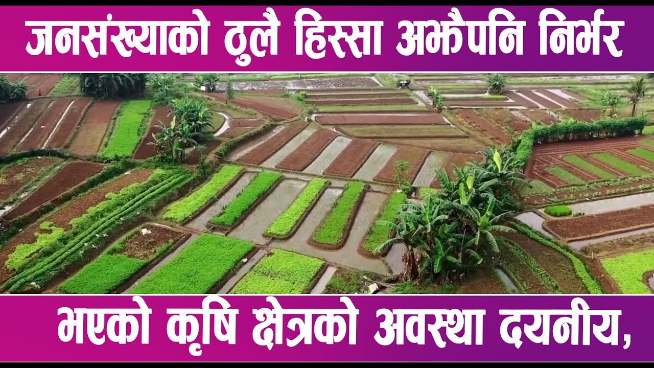जनसंख्याको ठुलै हिस्सा अझैपनि  निर्भर भएको कृषि क्षेत्रको अवस्था दयनीय | News Report |