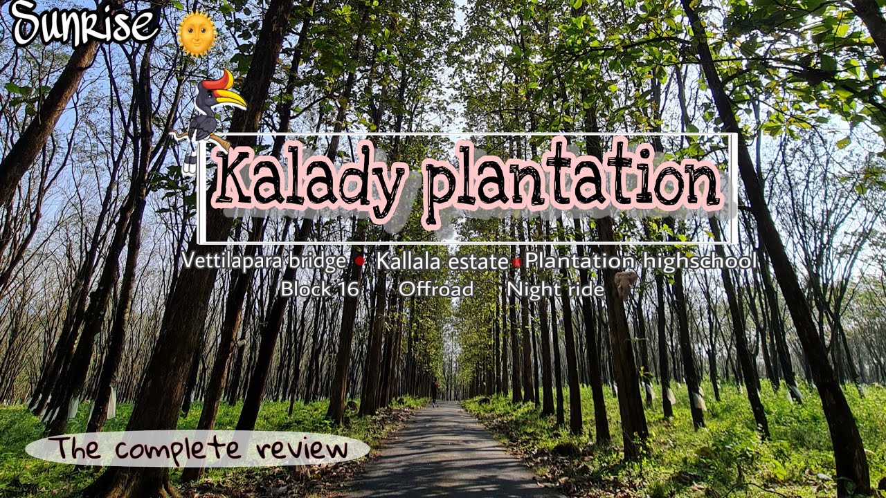 Kalady plantation |കാട്ടാനയുടെ വിളയാട്ടം കാണാൻ ആരുമില്ലാത്ത വഴിയിലൂടെ തനിയെ offroad ഒന്ന് പോയിനോക്കി