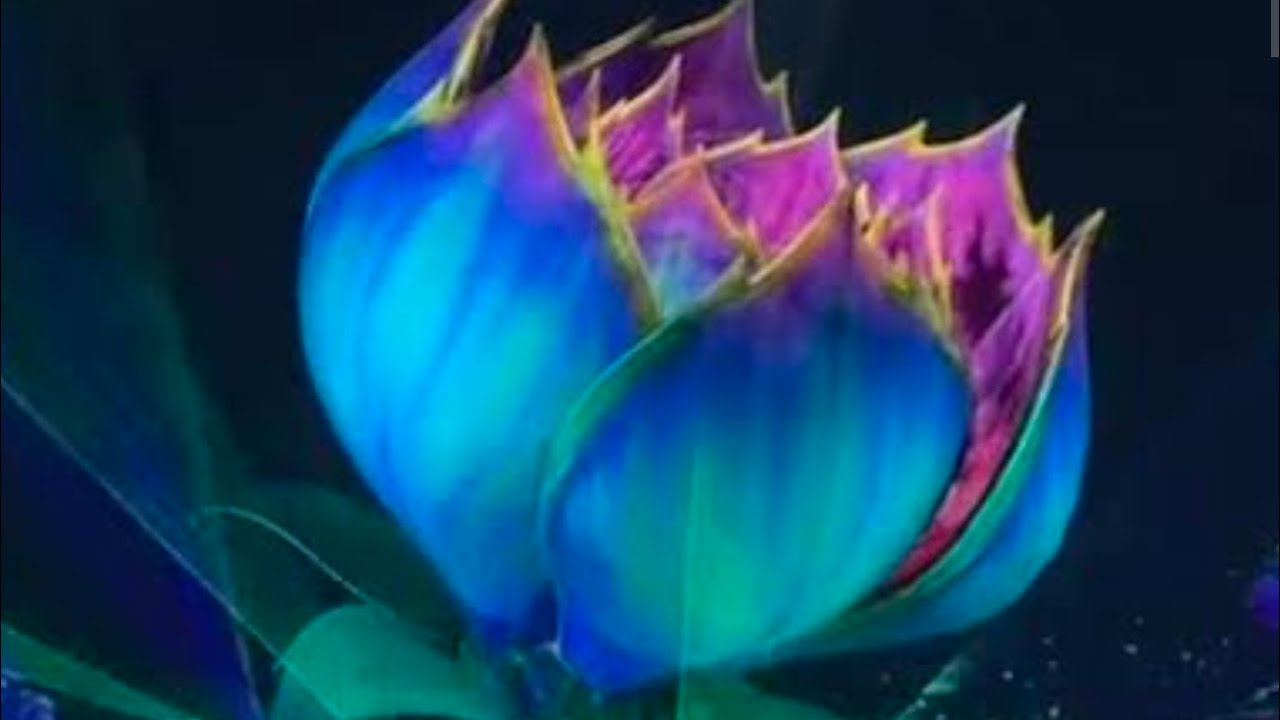 The Blooming of Mother Flower 12/10 - Tomorrowland Brasil + Show de Drones Alok