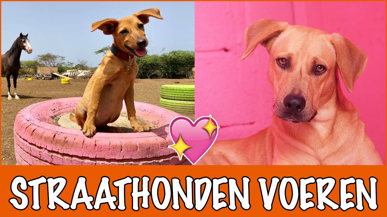 Waarom worden deze honden achtergelaten tijdens de lockdown?! | DierenpraatTV