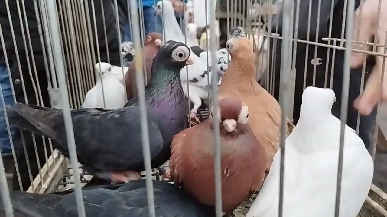 GOŁĘBIE RYNEK ŁOMŻA część 2 🤝💪🤝😉👀👁️ 19.1.2025👀👁️