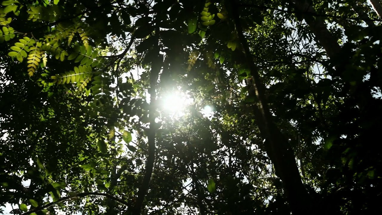 The Amazon Soya Moratorium - Forest Solutions
