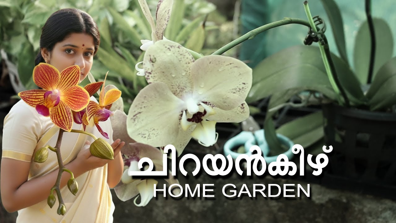 വീട്ടമ്മ പരിപാലിക്കുന്ന ഓർക്കിഡ് ഗാർഡൻ l വിലക്കുറവിന്റെ ഉത്സവം l ഗിഫ്റ്റ് പാക്കിങ്ങിൽ ഓർക്കിഡ് 2025